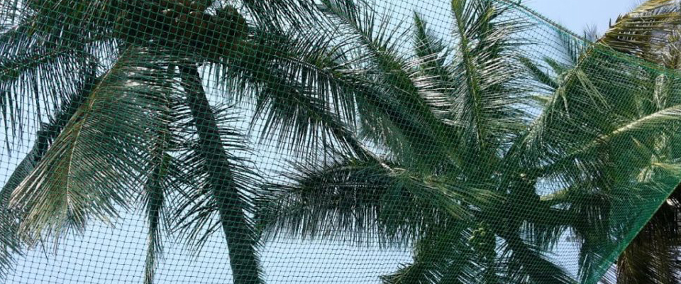 Coconut Safety Nets in Chennai