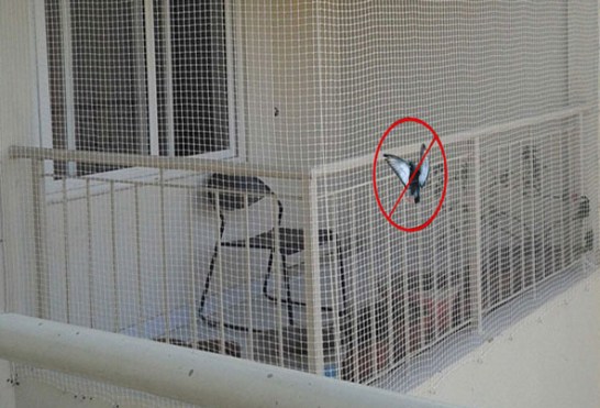 Anti Birds Nets in Chennai